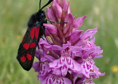 perlenfaenger schottland Burnet moth and Orchid Dan Brown