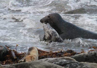 perlenfaenger schottland Grey Seals Dan Brown