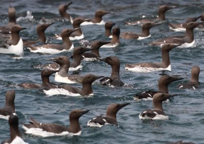 perlenfaenger schottland Guillemots Dan Brown