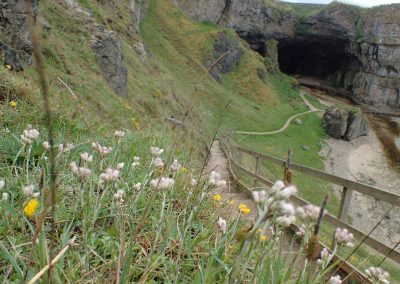 perlenfaenger schottland Mountain everlasting flower at Smoo Cave Dan Brown