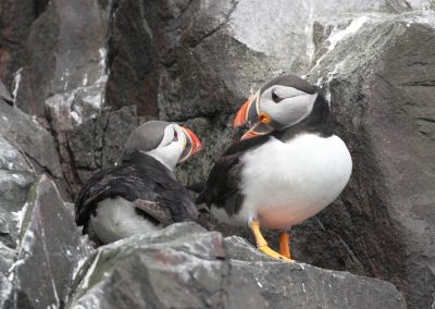 perlenfaenger schottland Puffins Dan Brown 1