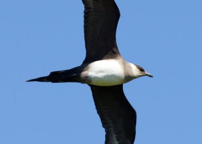 perlenfaenger schottland hebriden dan 1