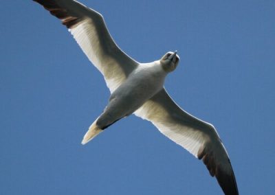 perlenfaenger schottland hebriden dan 4