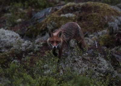 perlenfaenger schweden naturreise artenschutz Sara bear hide 3
