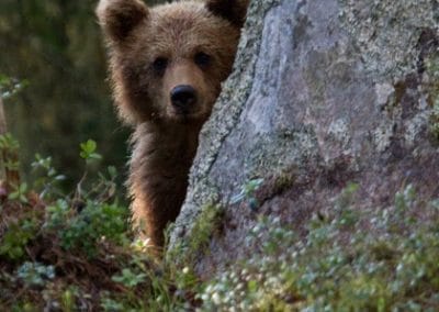 perlenfaenger schweden naturreise artenschutz Sara bear hide 4