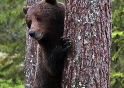 perlenfaenger schweden naturreise artenschutz Sara bear hide 6