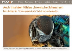 perlenfaenger scinexx Insekten Schmerzen