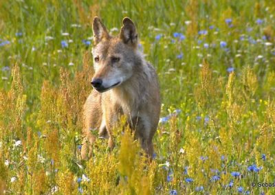 perlenfaenger sebastian koerner junger Wolf auf Blumenwiese
