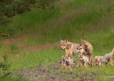 perlenfaenger sebastian koerner lausitz Wolfsfamilie 2