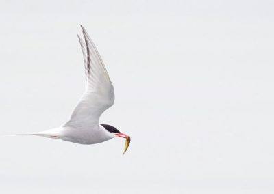 perlenfaenger shetland inseln dan 1