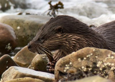 perlenfaenger shetland inseln dan 1
