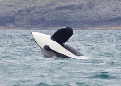 perlenfaenger shetland inseln dan 12