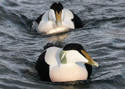perlenfaenger shetland inseln dan 2