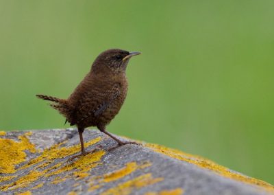 perlenfaenger shetland inseln dan 5
