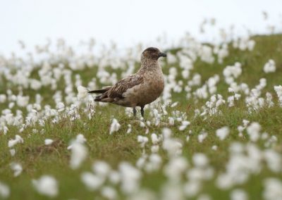 perlenfaenger shetland inseln dan 6