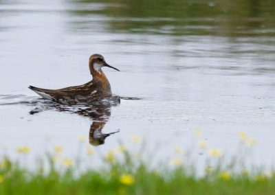 perlenfaenger shetland inseln dan 7