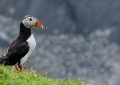 perlenfaenger shetland inseln dan 9