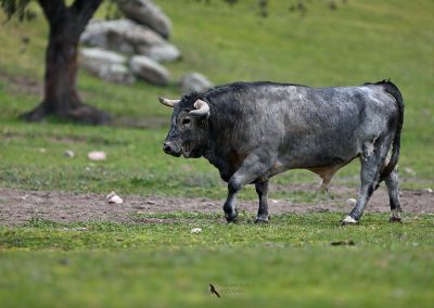 perlenfaenger stier luchstour andalusien