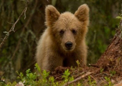 perlenfaenger sweden Jan Nordstrom Brown Bear cub