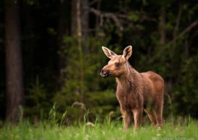 perlenfaenger sweden Marie Mattsson Moose 3