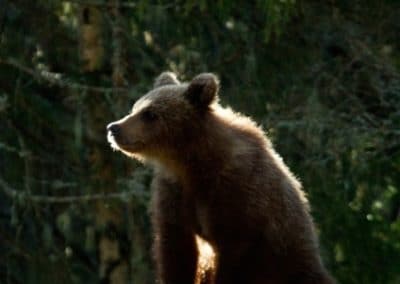 perlenfaenger sweden Sara Brown Bear cub