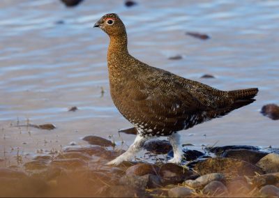 perlenfaenger watvogel schottland dan brown