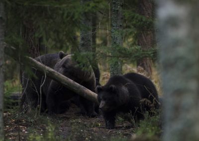 perlenfaenger wildes estland activeest 14