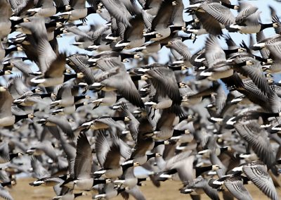 perlenfaenger wildes estland activeest 18