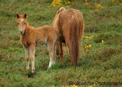 perlenfaenger wildpferde portugal riedmueller 1