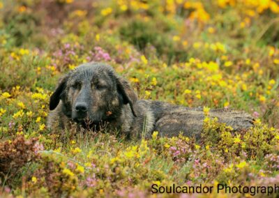 perlenfaenger wildpferde portugal riedmueller 2