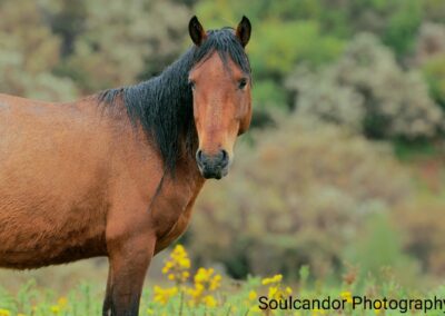 perlenfaenger wildpferde portugal riedmueller 3