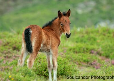 perlenfaenger wildpferde portugal riedmueller 5