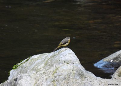 perlenfaenger wolf wasseramsel bachstelze spanien pablo 2