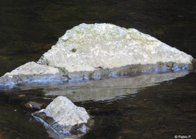 perlenfaenger wolf wasseramsel bachstelze spanien pablo