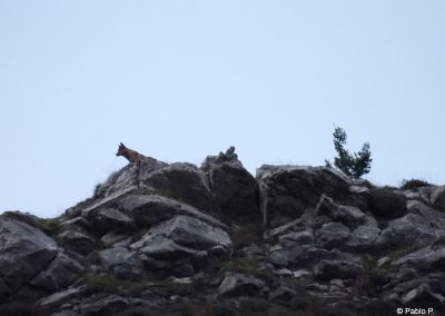 perlenfaenger wolf wasseramsel spanien pablo 3