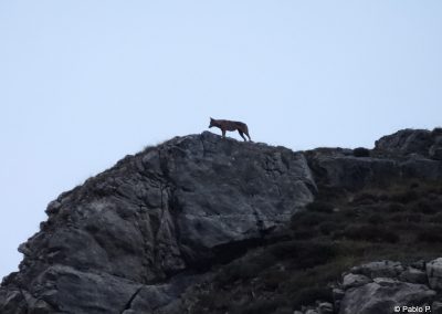 perlenfaenger wolf wasseramsel spanien pablo 4
