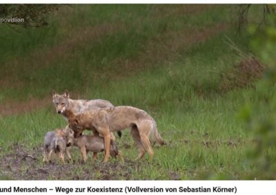 Wolfsfamilie in freier Natur, Wildtiere in ihrer Umgebung.