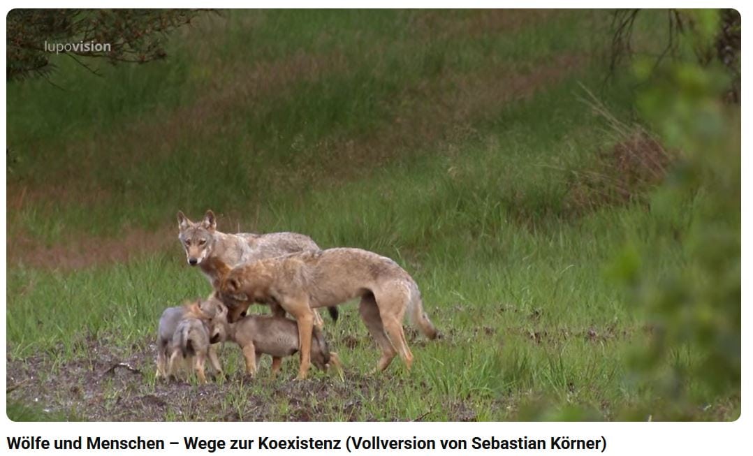 Wölfe und Menschen – Wege zur Koexistenz (Link zur Vollversion von Sebastian Körner)