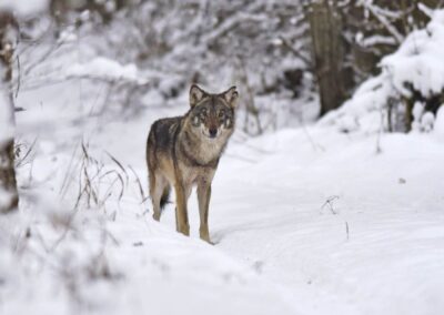 Białowieża Wald und Biebrza Sümpfe im Winter 19 wolf bialowieza forest winter wildpoland adam buszko 04 scaled 700x700@2x
