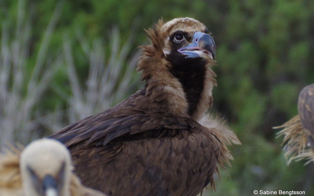 Geier in Spanien – Besuch beim Geierflüsterer